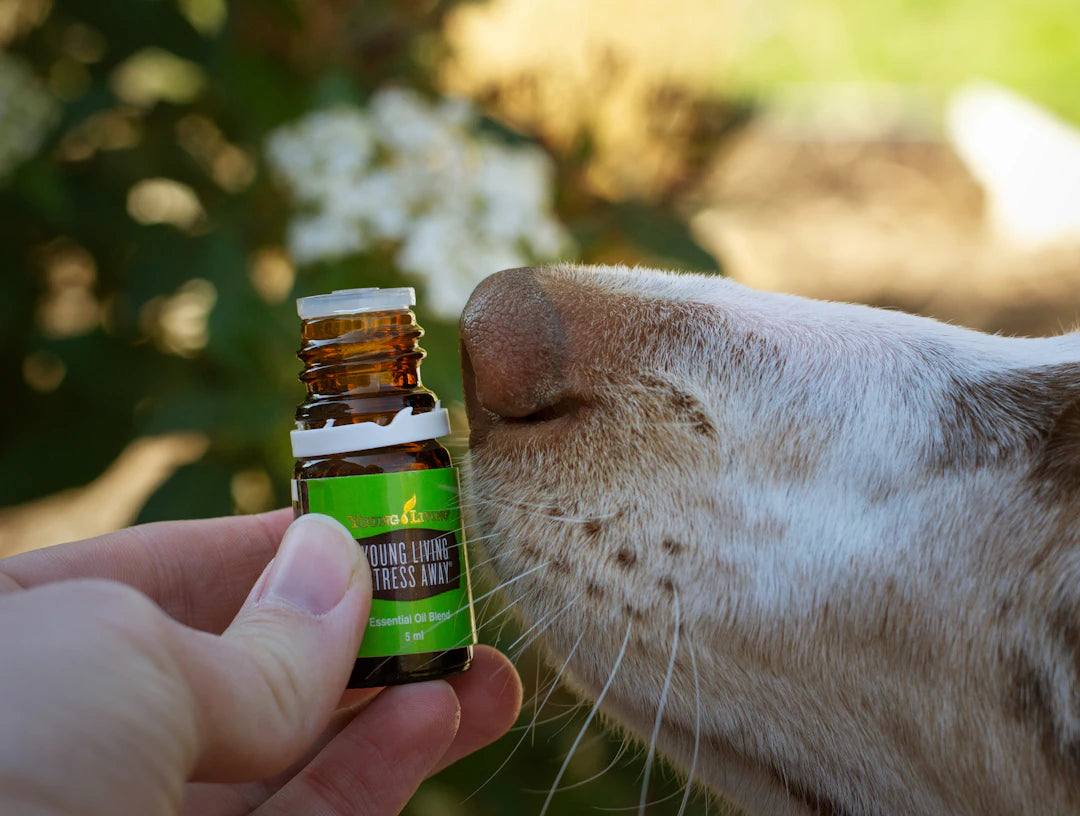 Understanding Dog Odors The Science Behind Smell